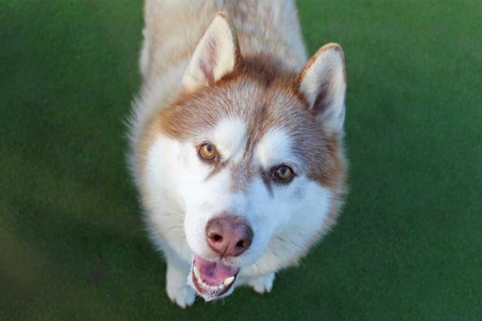 Conoce a “Ringo”, el perrito estrella de TikTok que imita la alarma sísmica