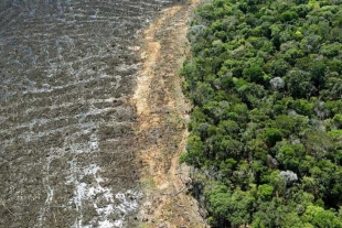 ¡Alerta! el Amazonas cerca de convertirse en una sabana