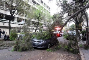 Fuertes ráfagas de vientos derriban más árboles en la CDMX