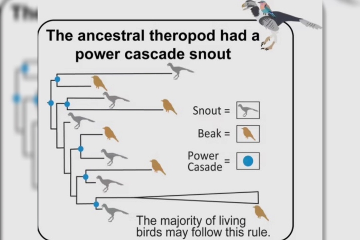 Si bien durante mucho tiempo la comunidad científica pensó que estas formas eran simplemente parte del azar evolutivo