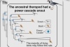 ¡INCREÍBLE! Científicos aplican una regla matemática para saber la evolución en los picos de aves