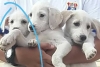 Pequeño gran corazón; niño salva a perritos y pide ayuda para cuidarlos