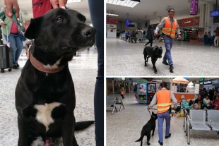 Oso llegó a la terminal tras ser atropellado, luego de haber sido abandonado en la vía pública