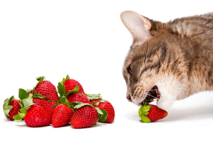 Conoce las frutas que puedes incluir en la dieta de tu gato