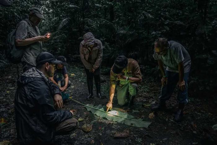 Los investigadores se percataron que estos seres cuentan con una habilidad excepcional propia de su nombre