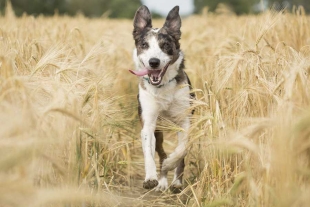 El impacto ambiental de los perros fue el objeto de un exhaustivo análisis por parte de expertos de la Universidad de Curtin, Australia,