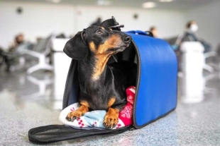 Los requisitos para el ingreso de perros a Estados Unidos han cambiado