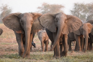 ¿Evolución o consecuencia? Reportan el nacimiento de elefantes hembras sin colmillos
