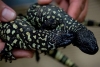 Nacen dos lagartos de chaquira en Polonia, especie en peligro de extinción en México