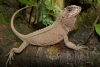 Descubren una nueva especie de lagartija en la selva central de Perú