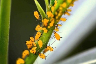 En Campeche usan insectos para acabar con otra plaga de insectos