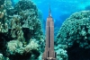 Descubren un arrecife de coral más alto que el edificio Empire State