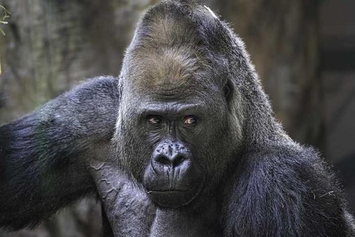 Alertan en Villa de Tezontepec, Hidalgo, por gorila extraviado
