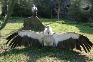 Las aves más &quot;innovadoras&quot; reducen su riesgo de extinción