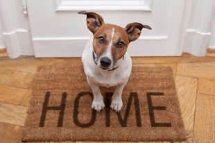 ¿Cómo eliminar el olor a mascota de tu hogar?