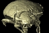 Encuentran en estiércol de dinosaurio una nueva especie de escarabajo