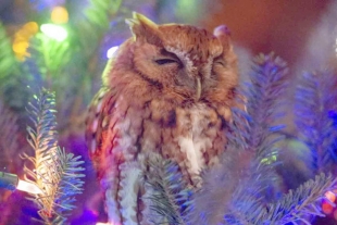 Familia encuentra un búho en su árbol de Navidad