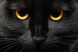 Entre supersticiones y admiración: conoce la historia detrás de los gatos negros