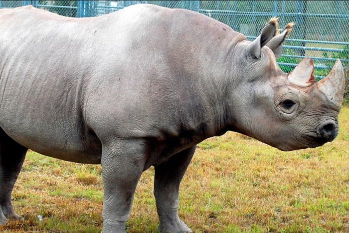 Murió Toshi, el segundo rinoceronte más longevo del planeta