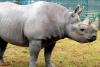 Murió Toshi, el segundo rinoceronte más longevo del planeta