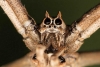 Arañas, las “mejores amigas” de la ciencia