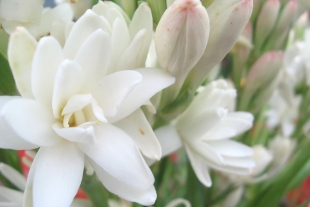 El nardo, una aromática flor mexicana