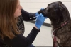 Llega el primer test rápido para diagnosticar el COVID en las mascotas