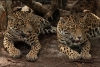 Celestún y Nicté-ha, hembras de jaguar rescatadas, reingresan a su hábitat natural