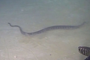 Las serpientes marinas baten un nuevo récord de profundidad