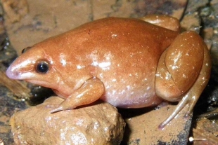 Biólogos descubren una rana “zombie” que sólo puede ser vista cuando llueve