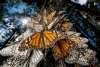 Reduce en 53% ocupación de Mariposa Monarca