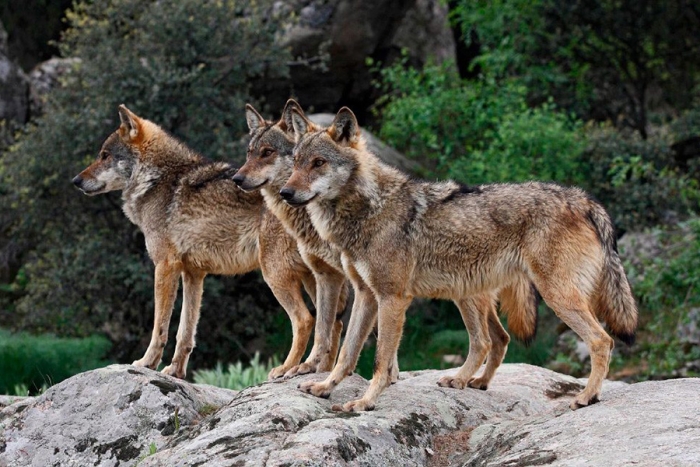 ¡Aplausos! España prohíbe la caza del lobo ibérico en todo el país
