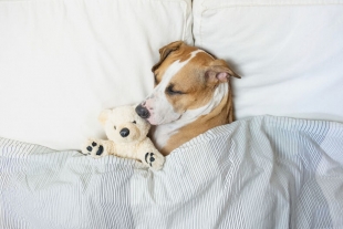 ¿Cuánto tiempo necesitan dormir nuestras mascotas?