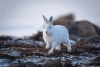 ¡Increíble! liebre recorre más de 300 kilómetros en el Ártico antes de morir