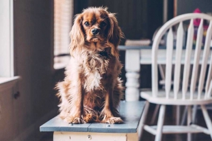 Mantén ocupado a tu mascota mientras no estás en casa