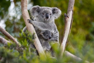 ¡Al rescate del Koala! Científicos crearán la mayor base de datos genómica para salvarlos de virus