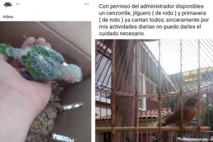 Los precios de cada ave van de los 170 pesos hasta los 3 mil pesos dependiendo la especie.