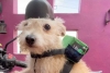 ¡Lista para trabajar!: Hombre le hace mochila de repartidor y casco a su mascota