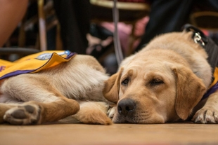 Lazarillos: la destacable labor canina al servicio de la inclusión