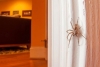 Estas son las razones por las cuales no deberías matar a las arañas que encuentras en casa