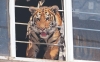 PROFEPA rescata a tigre encerrada en una casa de Chimalhuacán