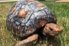 Voluntarios brasileños obtienen Récord Guinness tras implantar el primer caparazón de tortuga en 3D