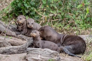 Las nutrias gigantes aprenderán comportamientos naturales esenciales como la pesca y el cuidado parental.