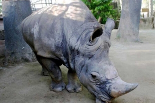 ¡Hasta siempre, “Pedro”! Muere el rinoceronte blanco más longevo de Europa
