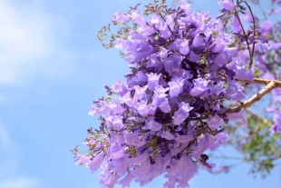 Primavera adelantada: ¿Por qué las jacarandas de la CDMX ya están floreciendo?