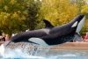 Canadá prohíbe el cautiverio de ballenas, delfines y marsopas