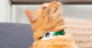 Tile For Cats: Encontrar a tu gato será más fácil que nunca con este novedoso collar
