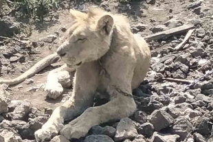 Profepa aseguró a león africano en una casa de Chalco