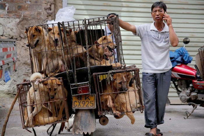Ciudad china prohíbe el consumo de perros y gatos