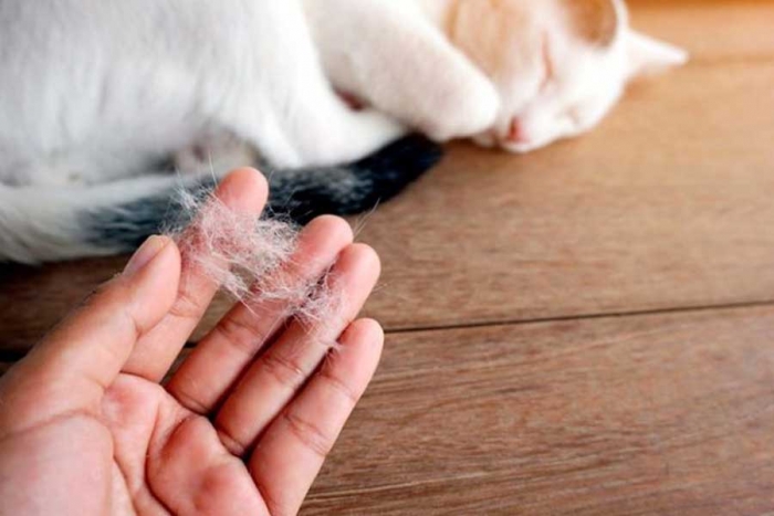 5 sencillos trucos para eliminar los pelos de gato